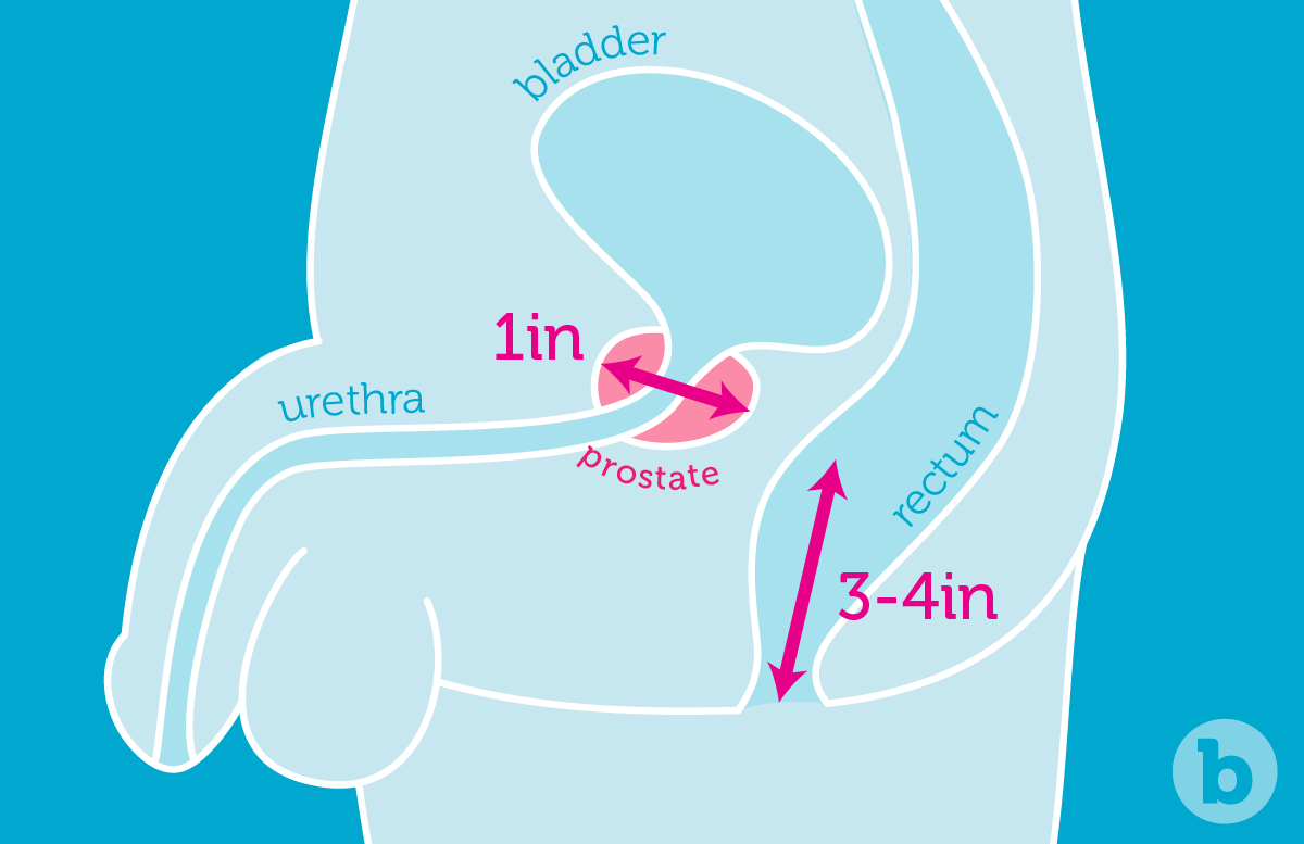The prostate gland is located behind the anal wall in the direction of your belly button (three to four inches from the sphincter)