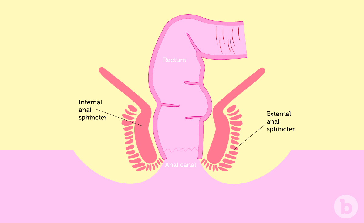 Anal Sex Training 3 Tips to Train and Retrain Your Backdoor b-Vibe picture