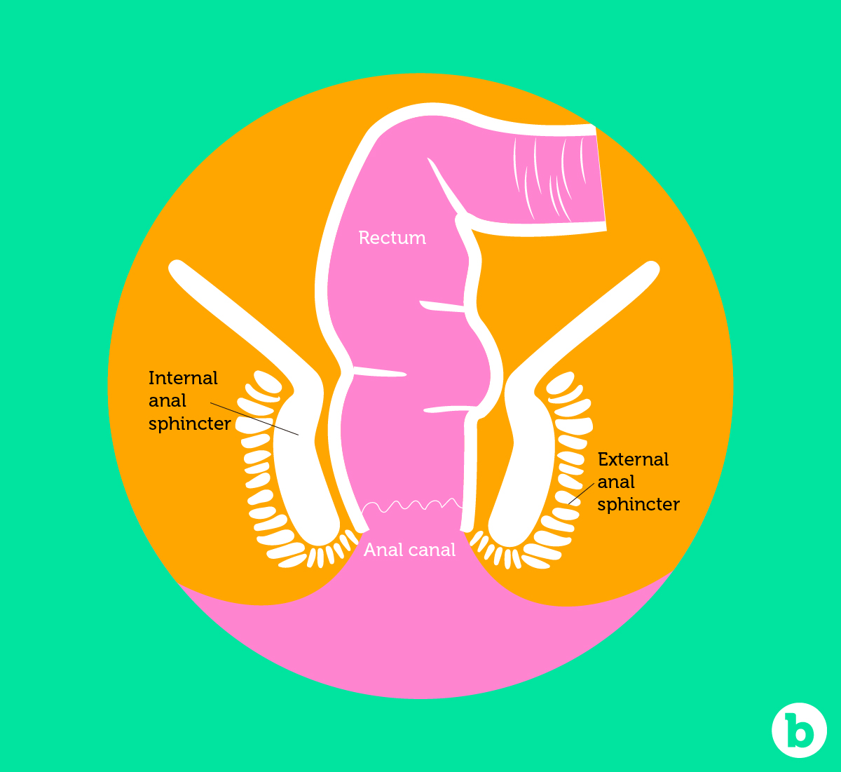 The anal sphincter muscles are designed to return back to its normal size