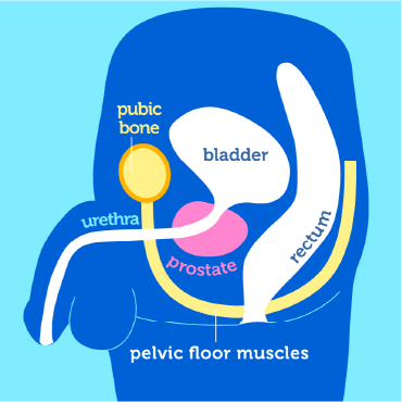 Locate your pelvic floor
